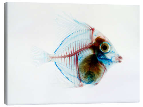 Tableau sur toile Poisson transparent
