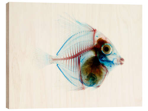 Holzbild Transparenter Fisch