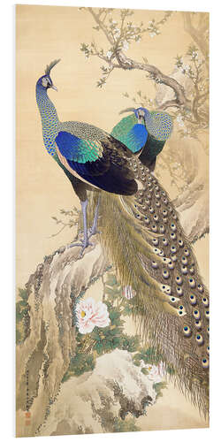 Foam board print Two peacocks in spring