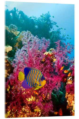 Acrylic print Regal angelfish