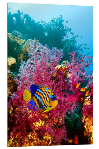 Galleritryck Regal angelfish