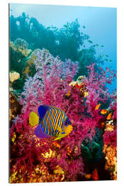 Gallery print Regal angelfish