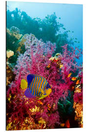 Magnettafel Pfauenkaiserfisch im Korallenriff
