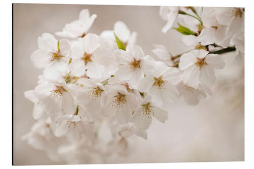 Cuadro de aluminio Cerezos en flor en Yoshino