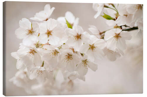 Leinwandbild Yoshino-Kirschblüten