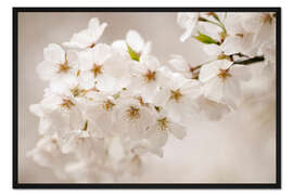 Gerahmter Kunstdruck Yoshino-Kirschblüten