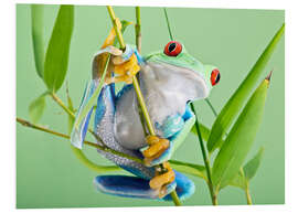 Foam board print Red-eyed tree frog