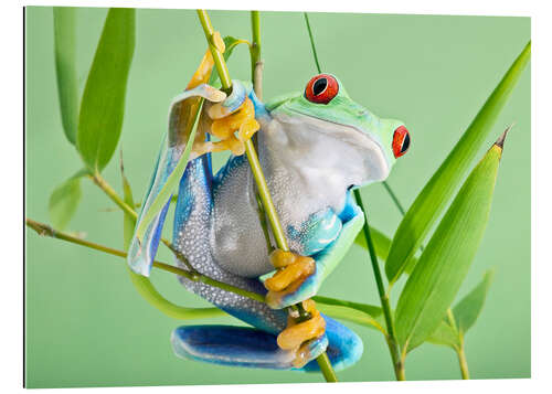 Gallery print Red-eyed tree frog