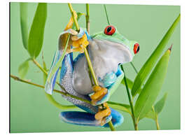 Magnettafel Rotaugenbaumfrosch auf Halm