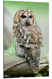 Aluminiumsbilde Tawny owl