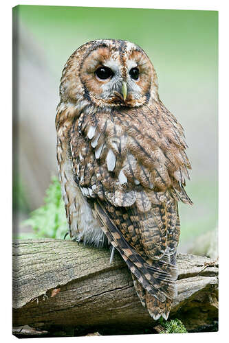 Canvas print Tawny owl