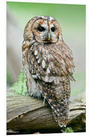 Stampa su PVC Tawny owl