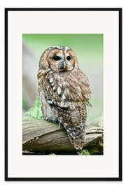 Gerahmter Kunstdruck Verdrehter Waldkauz