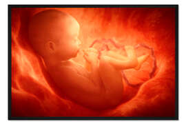 Gerahmter Kunstdruck Fötus im Mutterleib