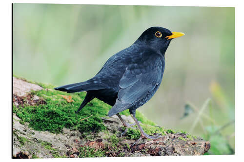 Alubild Männliche Amsel