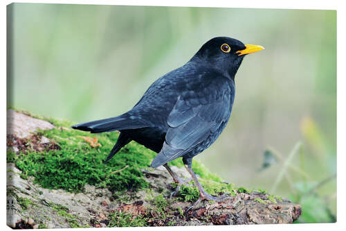 Canvastavla Male blackbird