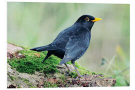 Foam board print Male blackbird