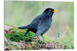 Gallery print Male blackbird