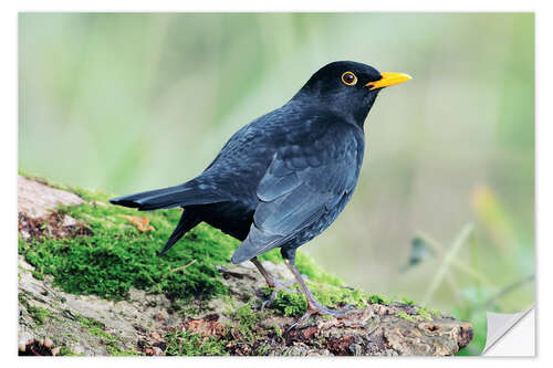 Autocolante decorativo Male blackbird