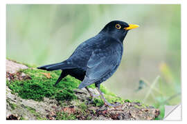 Vinilo para la pared Male blackbird