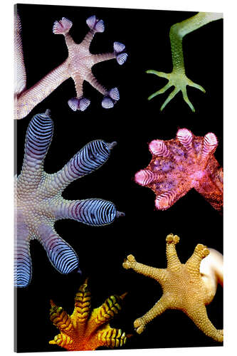 Obraz na szkle akrylowym Gecko feet