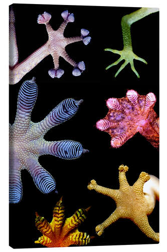 Canvas print Gecko feet