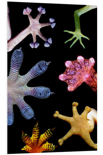 Foam board print Gecko feet