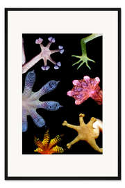 Gerahmter Kunstdruck Bunte Gecko-Füße