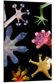 Magnettafel Bunte Gecko-Füße