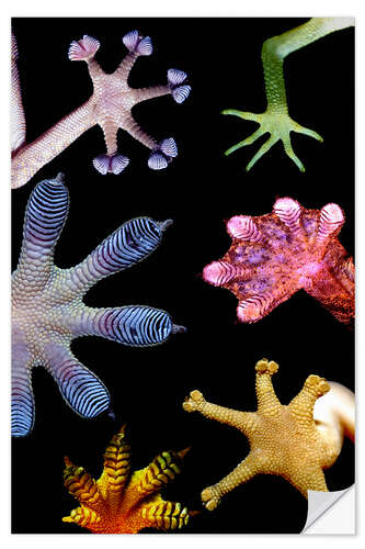 Selvklebende plakat Gecko feet