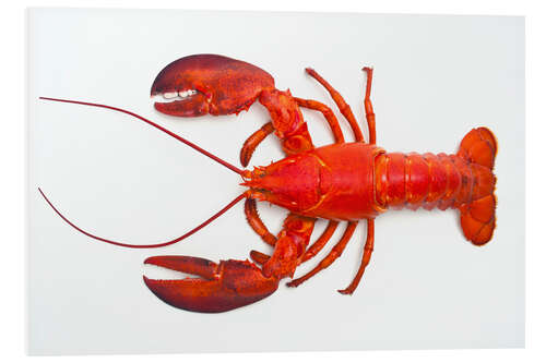 Foam board print Atlantic lobster