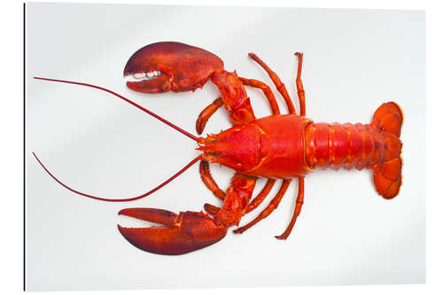 Tableau en plexi-alu Homard rouge