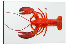 Magnettafel Roter Hummer