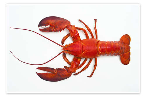 Juliste Atlantic lobster