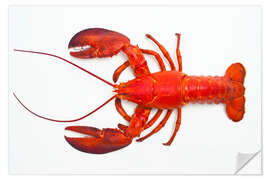 Wall sticker Atlantic lobster