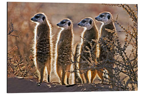 Aluminium print Meerkats on guard duty