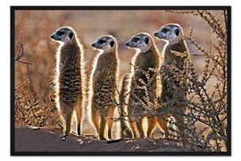 Gerahmter Kunstdruck Erdmännchen schieben Wache