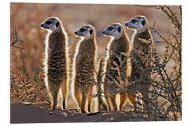 Foam board print Meerkats on guard duty