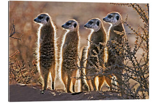 Gallery print Meerkats on guard duty