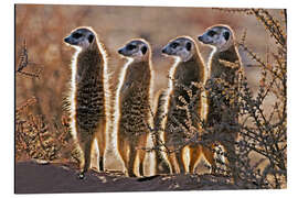 Magnettafel Erdmännchen schieben Wache