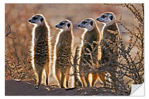 Vinilo para la pared Meerkats on guard duty