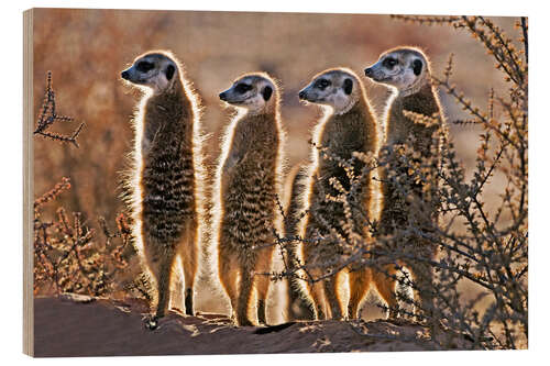 Wood print Meerkats on guard duty