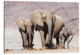 Aluminium print African elephants