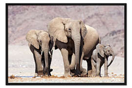 Gerahmter Kunstdruck Afrikanische Elefanten
