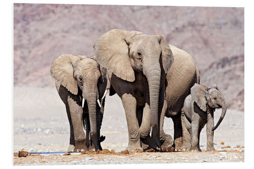 Stampa su PVC African elephants