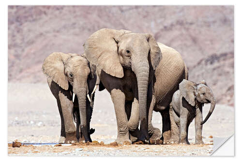 Naklejka na ścianę African elephants