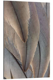 Cuadro de aluminio Crane Feathers