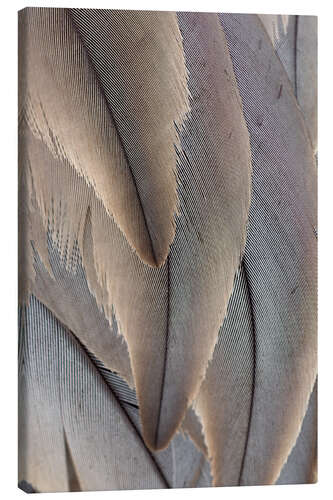 Canvas print Crane Feathers