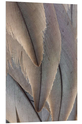 PVC-tavla Crane Feathers