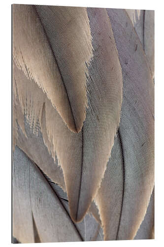 Galleritryck Crane Feathers